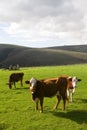 Hereford cattle