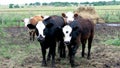 Hereford cattle Royalty Free Stock Photo