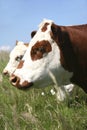 Hereford Cattle Royalty Free Stock Photo