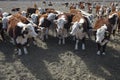 Hereford cattle