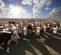 Hereford cattle Royalty Free Stock Photo