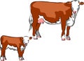 Hereford cattle