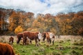 Hereford cattle cows in the fall