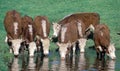 Hereford cattle drinking Royalty Free Stock Photo