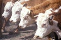 Hereford cattle feeding, MO