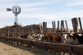 Hereford cattle