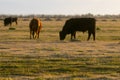 Hereford cattle grazing at dusk Royalty Free Stock Photo