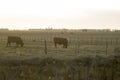 Hereford cattle grazing at dusk