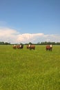 Hereford Cattle Royalty Free Stock Photo