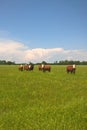 Hereford Cattle