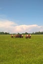 Hereford Cattle Royalty Free Stock Photo