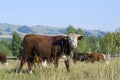 Hereford cattle and herd