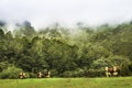 Hereford cattle with wild scenic background