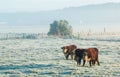 HereFord Cattle Winter