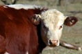 Hereford Cow