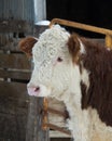 Hereford Cow Royalty Free Stock Photo