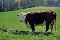 Hereford cow