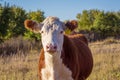 Hereford Cow Royalty Free Stock Photo