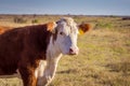 Hereford Cow