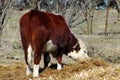 Hereford Cow Eating