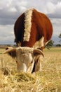 Hereford cow grazing in field