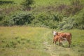 Hereford cow and nursing calf Royalty Free Stock Photo