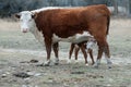 Hereford Cow Nursing Hereford Calf Royalty Free Stock Photo