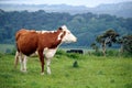 Hereford cow and other cattle on a hilltop pasture field with hillside forest in misty background Royalty Free Stock Photo