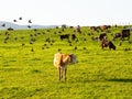 Hereford cow and other cattle standing in field surrounded by large flock of common starlings flying Royalty Free Stock Photo