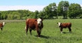 Rust and white cow and calves in the meadow on a sunny spring day Royalty Free Stock Photo