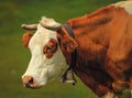 Hereford cow portrait and bell Royalty Free Stock Photo
