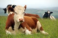 Hereford cow sitting with other Friesian cattle on a hilltop pasture field with misty background Royalty Free Stock Photo