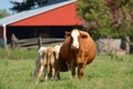 Hereford cow with twin calves Royalty Free Stock Photo