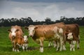 Hereford cows and calves in field close up