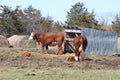 Hereford Cows & Calves