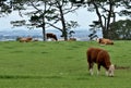 Hereford cows grazing on a green pasture under an overcast sky