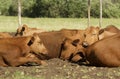 Hereford Cows lay at Rest in Pasture