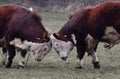 HEREFORD COWS - Young bulls fighting and measuring power Royalty Free Stock Photo