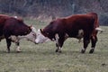 HEREFORD COWS - Young bulls fighting and measuring power Royalty Free Stock Photo