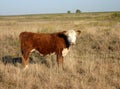 Hereford Heifer Royalty Free Stock Photo