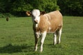 Hereford heifer cow in a field