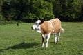 Hereford heifer cow. Hereford cattle in a farmland Royalty Free Stock Photo