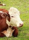 Hereford Heifer Relaxing Royalty Free Stock Photo