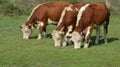 Hereford herd on a pasture Royalty Free Stock Photo