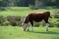 Hereford herd on a pasture Royalty Free Stock Photo