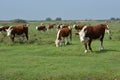 Hereford herd on a pasture Royalty Free Stock Photo