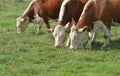 Hereford herd on a pasture Royalty Free Stock Photo