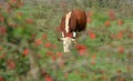 Hereford herd on a pasture Royalty Free Stock Photo