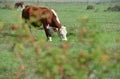 Hereford herd on a pasture Royalty Free Stock Photo