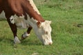 Hereford herd on a pasture Royalty Free Stock Photo